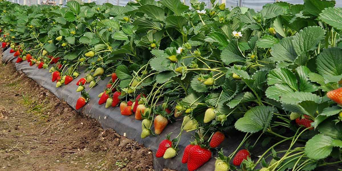 «Shelf-life, sapore e rusticità rendono speciali le nostre fragole»